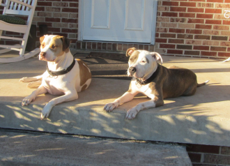 CLEVE and LUCY, two pit bulls !